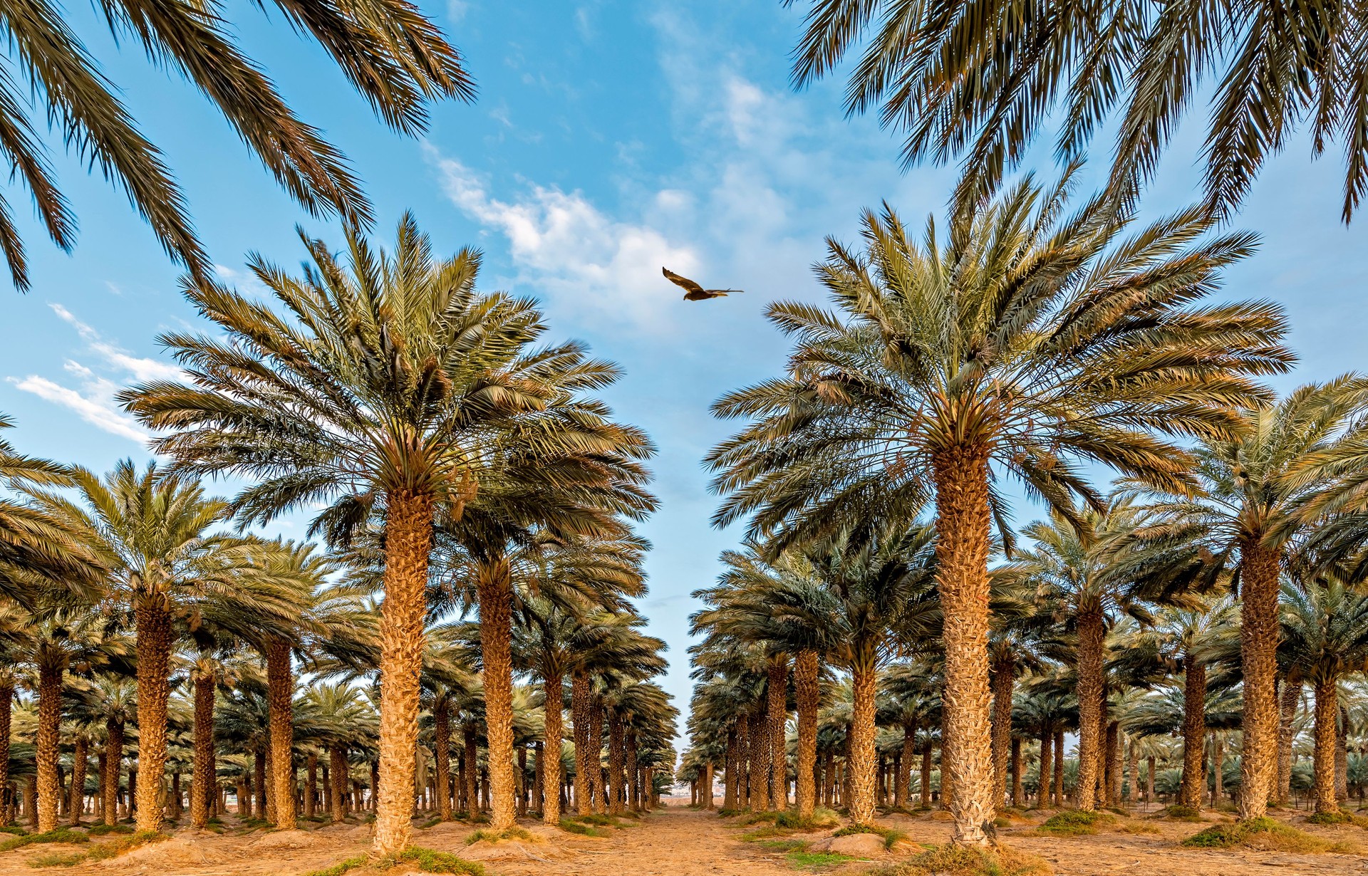 Plantation of date palms, Middle East